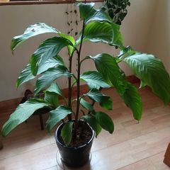 Canna indica Plant
