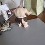 Goblin king Image 4