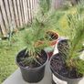Plant Image 2