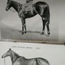 The Irish Tatler & Sketch August 1951 Image 7