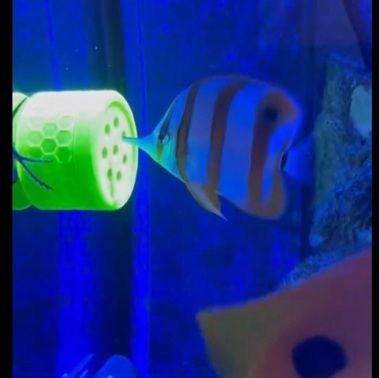 Copperband Butterfly Fish Feeder