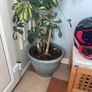 Tall mature Umbrella Plant Image 3