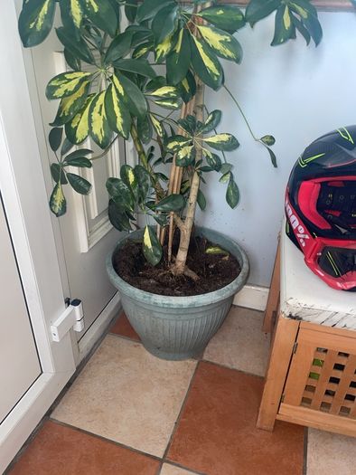 Tall mature Umbrella Plant