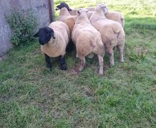 Charollais Suffolk texel and Dutch spotted rams