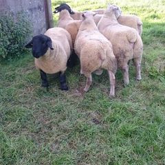Charollais Suffolk texel and Dutch spotted rams