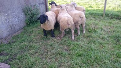 Charollais Suffolk texel and Dutch spotted rams