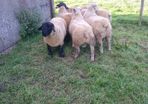 Charollais Suffolk texel and Dutch spotted rams
