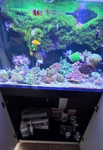 red sea reefer g2 250