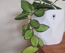 hoya burtoniae variegated