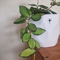 hoya burtoniae variegated