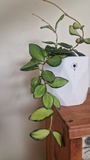 hoya burtoniae variegated