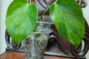 No.6 Monstera Green on Green