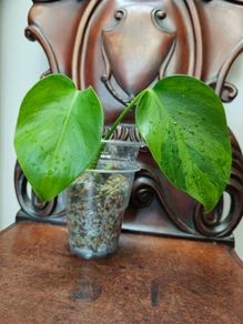 No.6 Monstera Green on Green