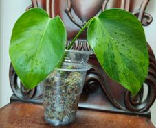 No.6 Monstera Green on Green