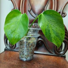 No.6 Monstera Green on Green