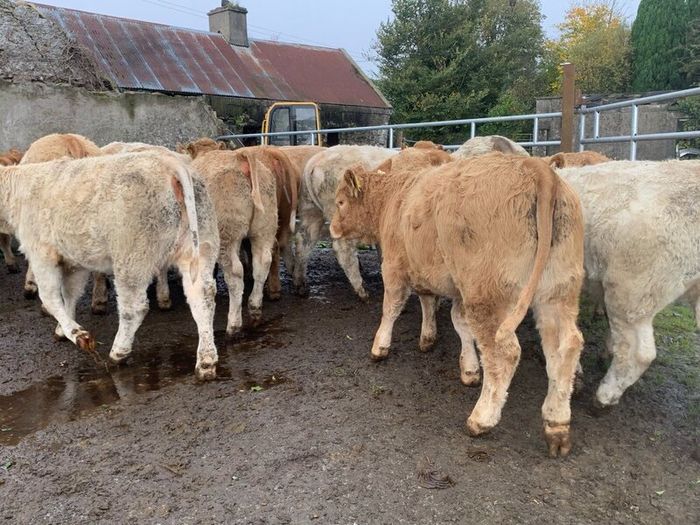 35 super 380kg charlaois heifers