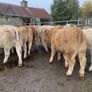 35 super 380kg charlaois heifers Image 10