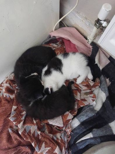 Kittens Looking Loving Home