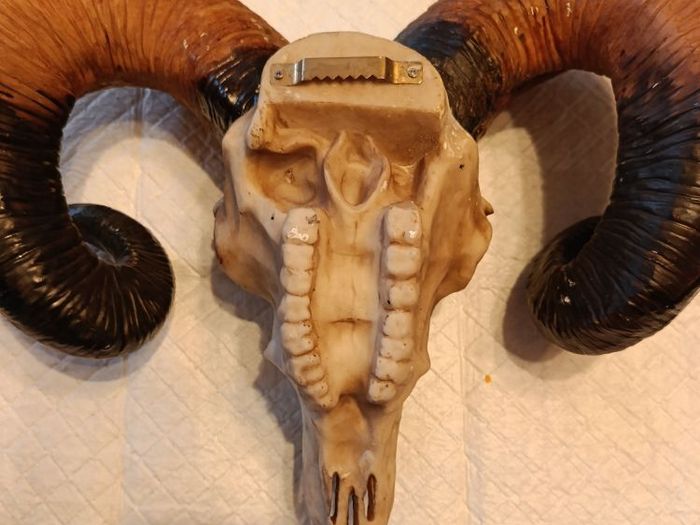 Ram skull head wall decoration