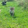 11 week old kittens Image 3