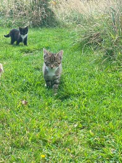 11 week old kittens