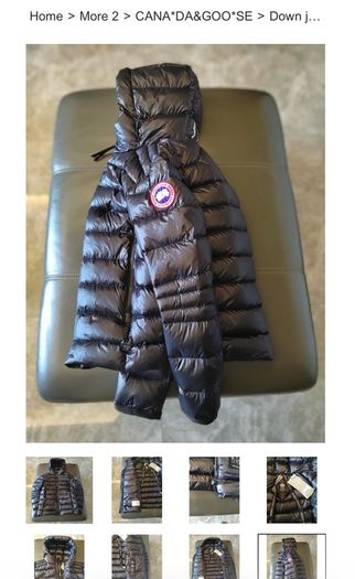 canada goose