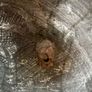 copper tray Image 3