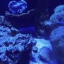 Fish tank Image 4