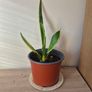 Snake Plants Image 5