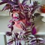 Trailing House Plants. Image 2