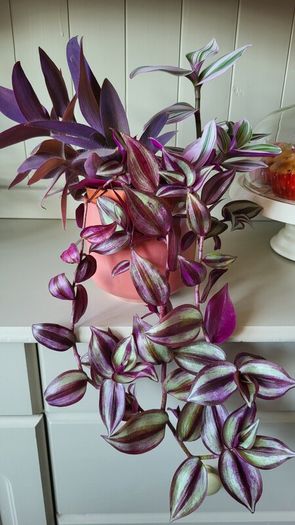 Trailing House Plants.