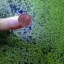 Aquarium plants Image 5