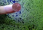 Aquarium plants
