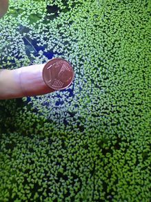 Aquarium plants