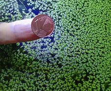 Aquarium plants