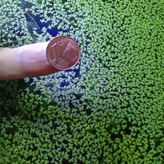 Aquarium plants