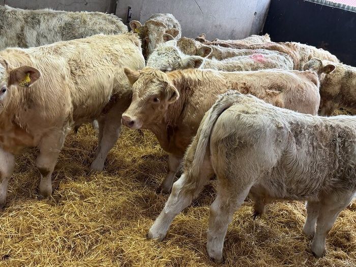 Charolais Bull Calves