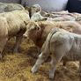 Charolais Bull Calves Image 6