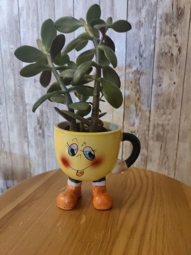 plant with plant holder