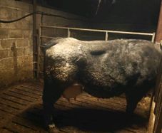 Foster Cow