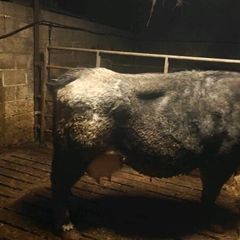 Foster Cow