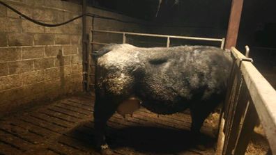 Foster Cow
