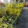 Golden Privet Hedging Plants Image 3