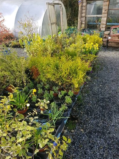 Golden Privet Hedging Plants