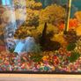 Fish tank / Aquarium with 5 fishes Image 6