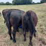 4 and 5 star limousine and Hereford heifers Image 2