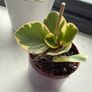 baby plant Image 2