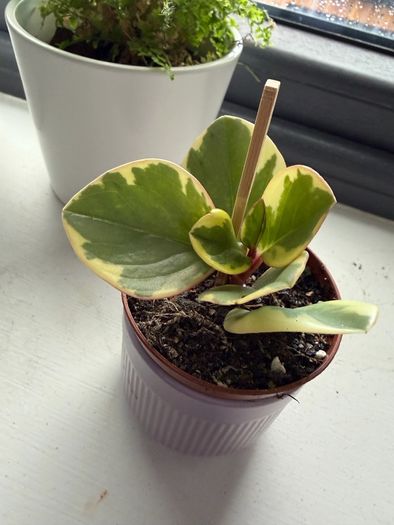 baby plant