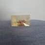 Halloween Insects In Glass Big Clearout, Make An Offer Image 5