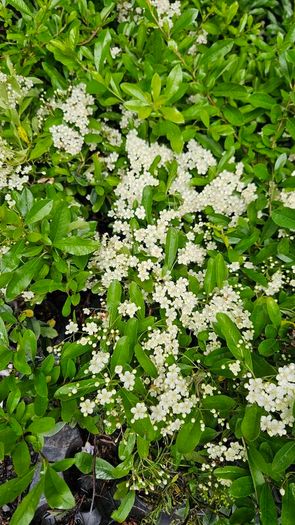 Golden and Green Privet Hedging One Euro